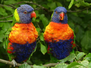 pair of parrots