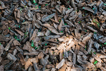Detailed view of tree bark lying thickly on the forest floor in the sun