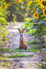 A young red fox sits on a dirt road framed by blooming sunflowers, looking toward the camera lens on a sunny summer evening.