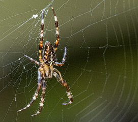 Cross spider in web