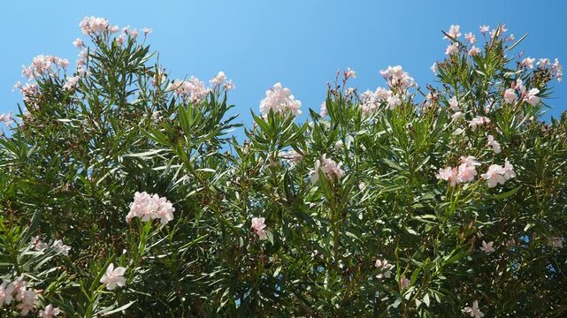 Nerium oleander, rosebay cultivated worldwide in temperate and subtropical areas as an ornamental and landscaping plant. Genus Nerium, Apocynoideae, Apocynaceae. Montenegro, Adriatic, Mediterranean