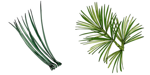 Fir branch illustration with vibrant green needles, conifer vector, hand drawn botanical clipart for invitations, posters, banners and designs