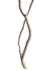 Ethereal intertwining branches gracefully ascend against an isolated transparent setting revealing