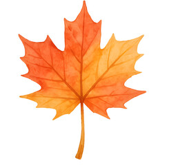 Obraz premium Maple leaf watercolor PNG transparent background autumn tree cut out