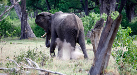 Elephants in the Okavango delta Botswana