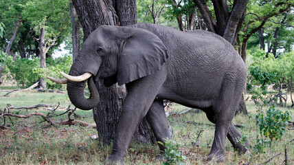 Elephants in the Okavango delta Botswana