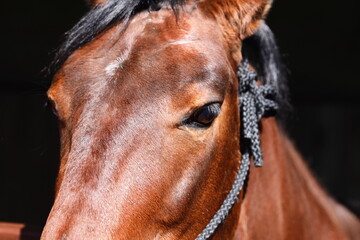 Close-up shot of a brown horse's head and neck, featuring a distinctive black mane