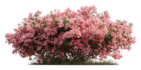 Lush pink azalea bush