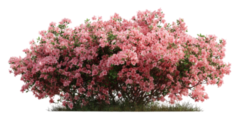 Lush pink azalea bush