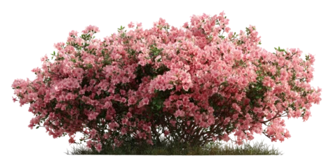 Stickers Azalea Lush pink azalea bush  © mba