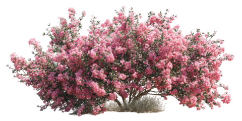 Lush pink flowering shrub