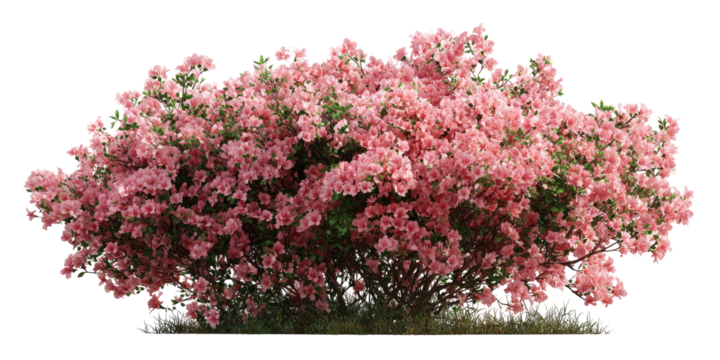 Lush pink azalea bush