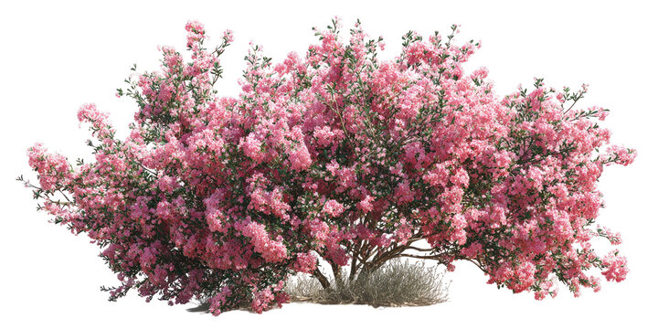 Lush pink flowering shrub