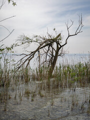 Reeds Grow Around Fallen Tree In Water