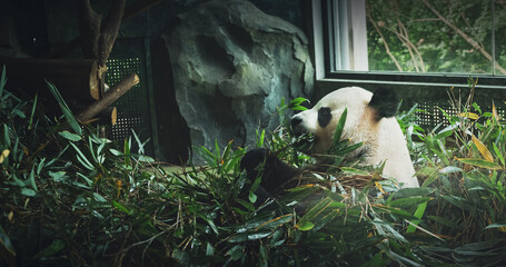 Giant Panda Eat Bamboo Leaves Side View. Bear Or Simply, Is Bear Species Endemic To China. Panda...