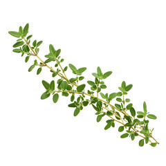 Fresh Thyme Sprig with Green Leaves Isolated - Culinary Herb Ingredient Photography