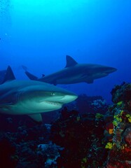 Fototapeta premium Two sharks near coral reef underwater