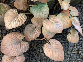 Heart-shaped Philodendron mamei leaves with metallic sheen. no filter. not AI