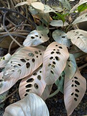 Fenestrated and metallic leaves of Monstera lechleriana 