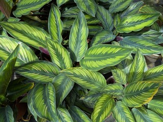 Close up of green with white stripes leaves of  Pin-stripe calathea (Calathea ornata) 