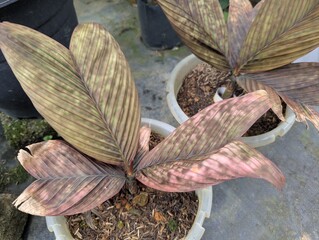 Brown mottled leaves of Pinanga veitchii grown in white pots