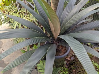 Silvery green and split leaves of 
Sommieria leucophylla