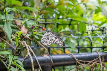 butterfly in the garden
