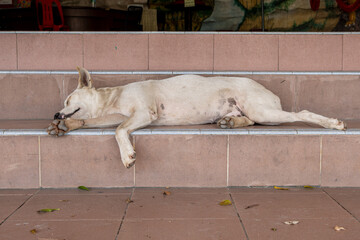 white dog sleeping on the stairs