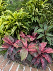 Colorful leaves of Hawaiian Ti Plant (Cordyline Fruitcosa)