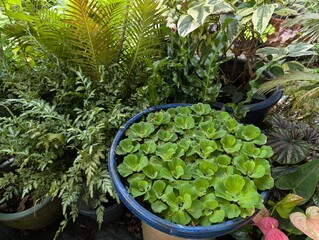 A bowl of water lettuce (Pistia stratiotes) surrounded by different types of ferns in the garden