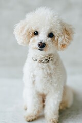 cute toy poodle on light background