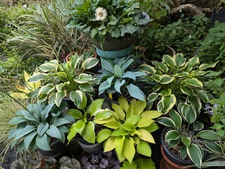 Assortment of colorful Hosta leaves in the garden