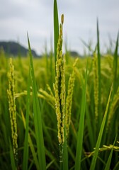 Obraz premium Rice Paddy Field Agriculture and Farming