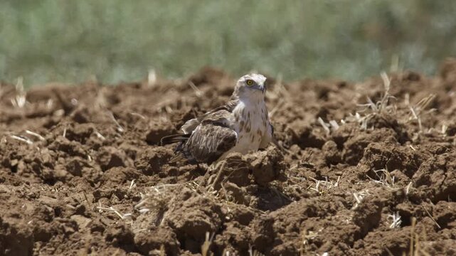 A Short-toed Snake Eagle (Circaetus gallicus) hunts over plowed fields, searching for snakes and mole-rats unearthed by the plow.