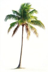 Obraz premium Bended palm tree arecaceae landscape tropical.