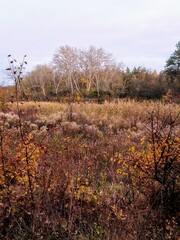  Autumn yellow forest in clear weather.