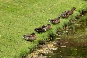 Ducks resting near pond in city park on sunny day