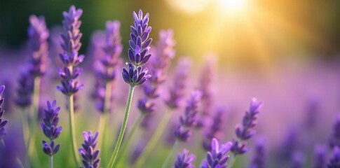 Close-up of fragrant lavender blossoms, bathed in soft sunlight, evoking serenity and peace Perfect for meditation, aromatherapy, and spiritual wellness imagery , sunlight, aromatherapy