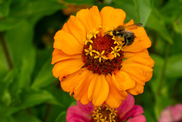 Bumblebee pollinating orange zinnia flower in summer garden