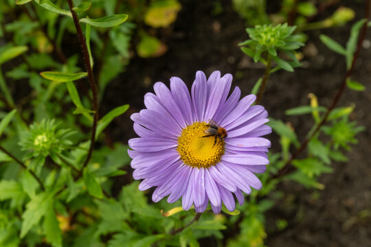 Bumblebee pollinating purple aster flower in summer garden - Powered by Adobe
