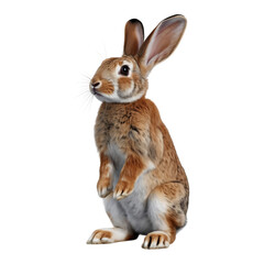 Obraz premium A brown rabbit standing upright on its hind legs with its ears perked up against a black background