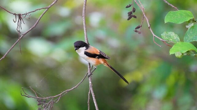 Long-tailed Shrike (Lanius schach) perches alertly in nature, its sharp gaze reflecting a fierce predator&rsquo;s spirit.