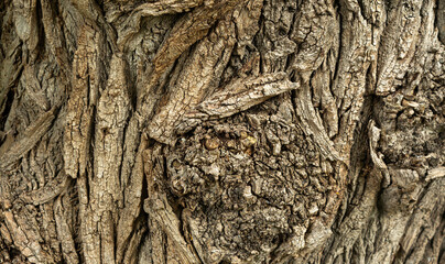 Old bark tree texture. Natural wood surface pattern, old tree skin