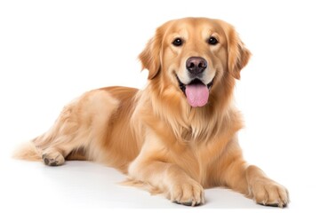 Fototapeta premium Golden retriever mammal animal pet.