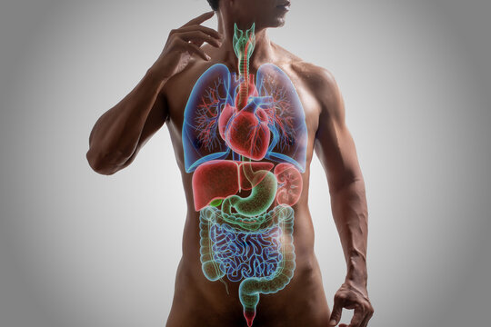 Human Internal Organs with Glow Effect on Muscular Body.