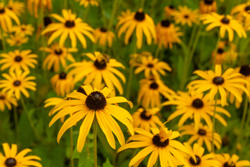 Black-eyed susan flowers blooming in summer meadow