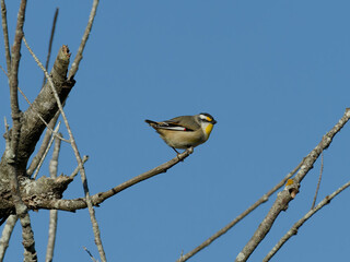 Striated Pardalote (Pardalotus striatus) perched on a leafless tree branch with clear blue sky...