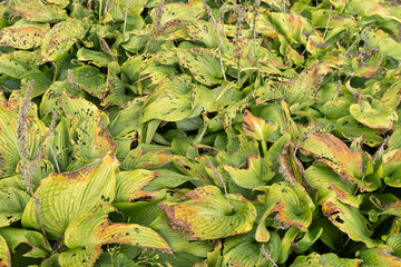 Hosta leaves showing signs of slug or snail damage in garden