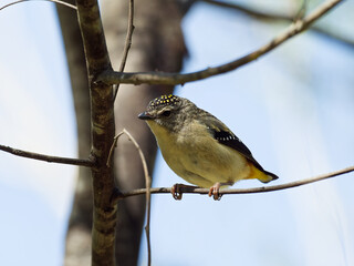 Spotted Pardalote (Pardalotus punctatus) perched on a thin tree branch with back lit blue sky in background.  