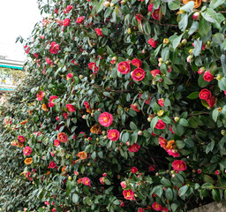 Camellia bush with glossy green leaves and red blossoms in various stages of bloom
